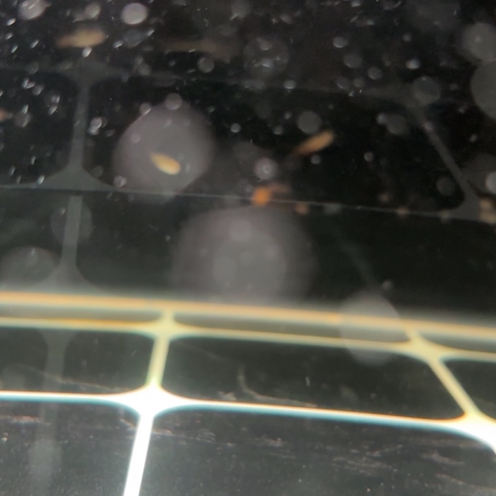 灯科鱼超级红魔鬼苗子一条