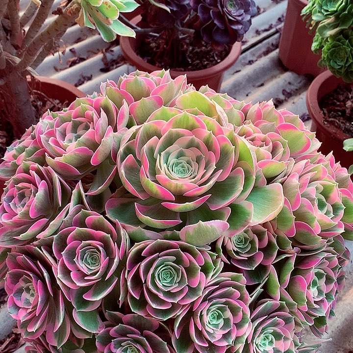 粉女郎，多肉植物