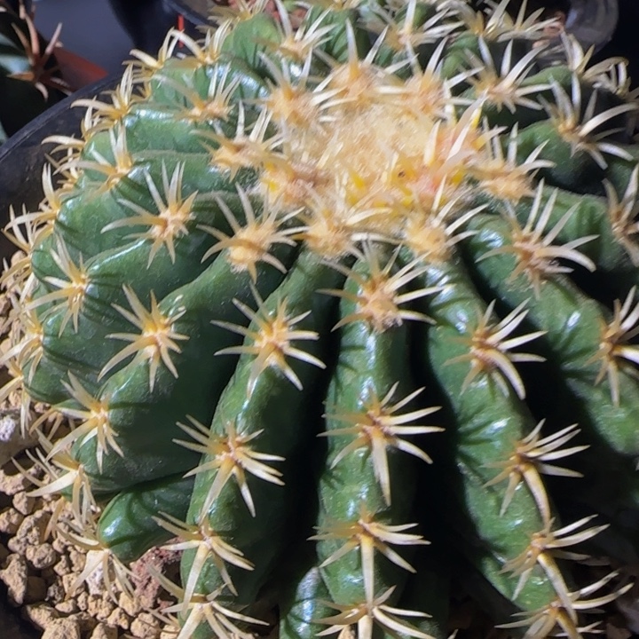 短刺虎牙10公分球体