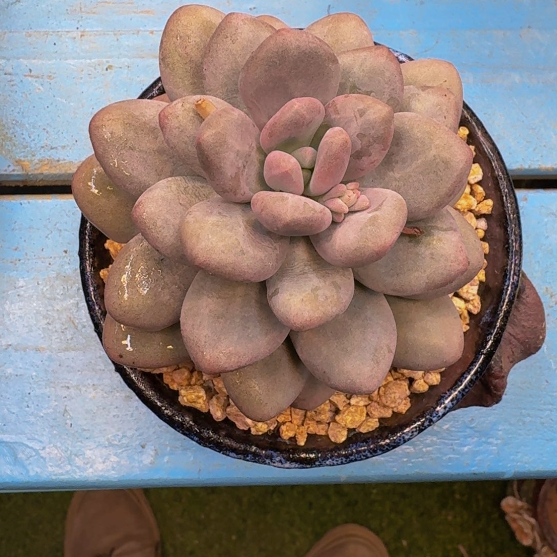 小*?新品美人单头寄养