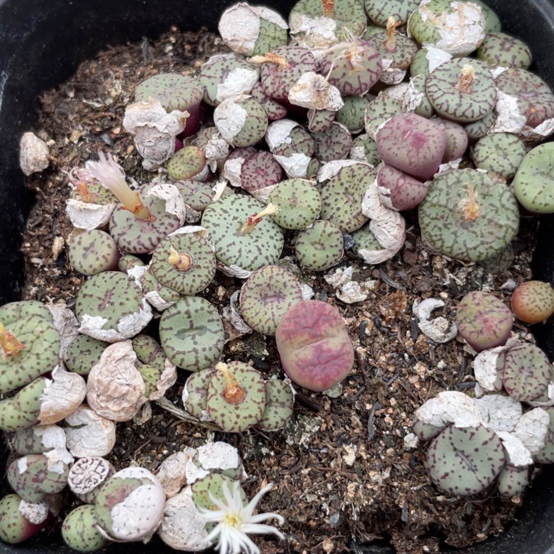 大盆特价一物一拍～18