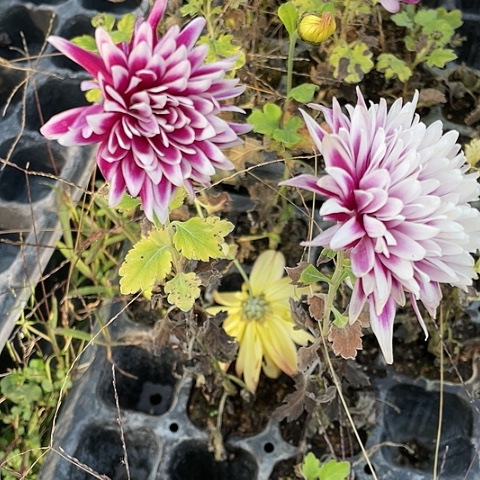 完全开放天门雪俏小苗