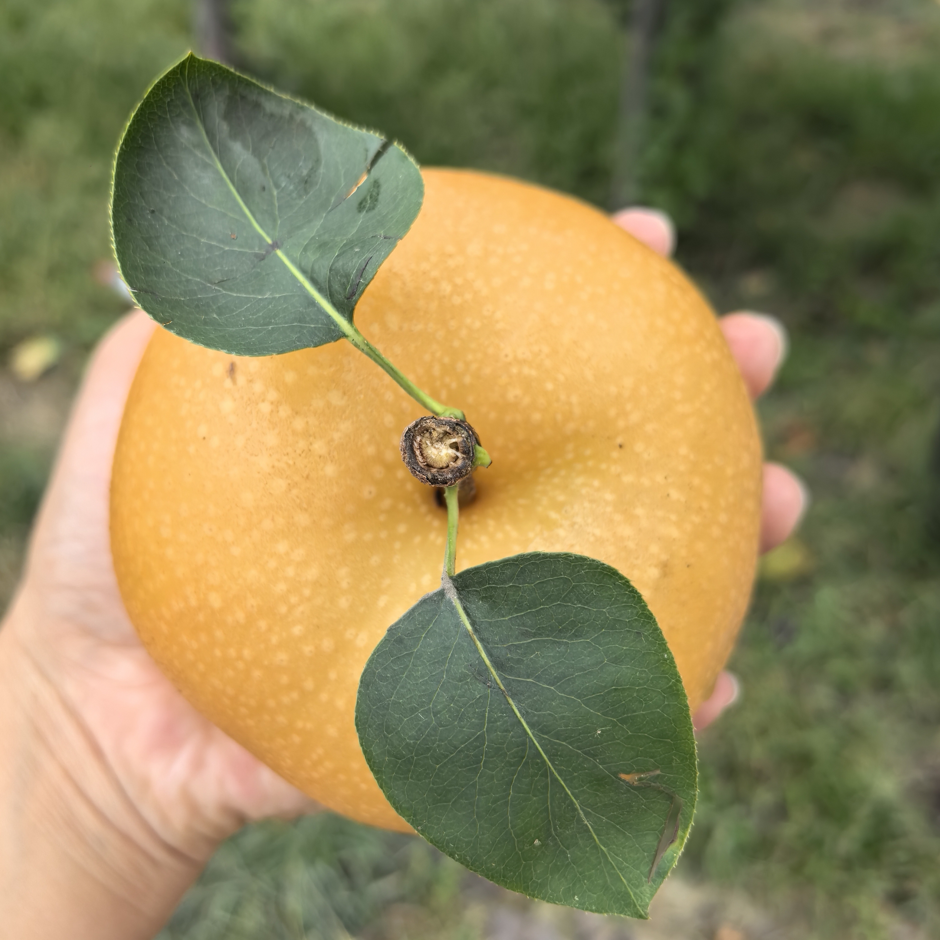 【顺丰包邮】自家果园山东秋月梨新鲜现摘脆甜多汁皮薄肉嫩秋梨膏
