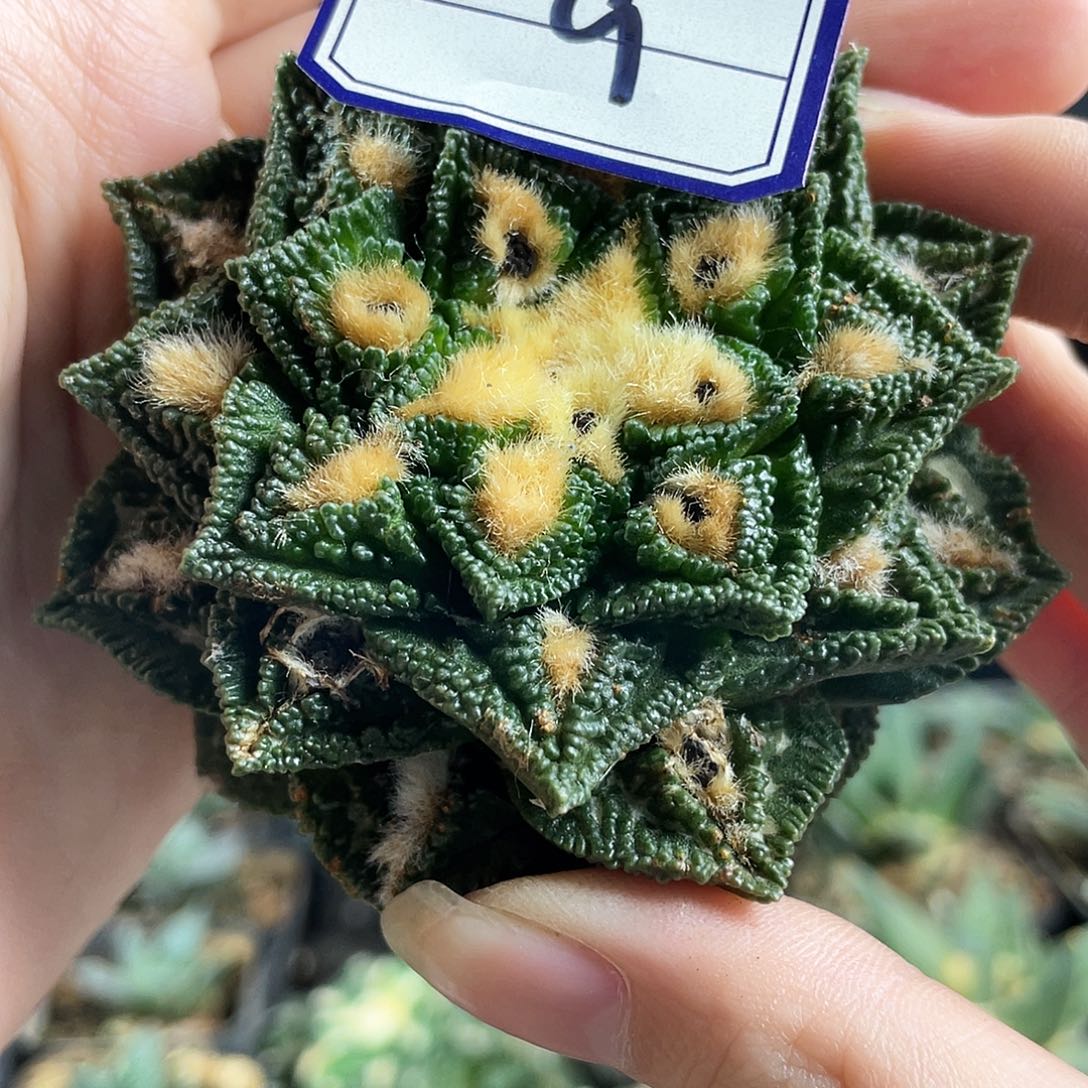 9号7.8cm自根小尤螺旋辛顿牡丹