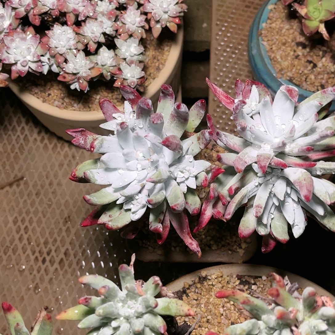 9533除霜苹果叶多肉