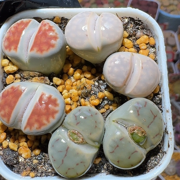 生石花1111122。   281