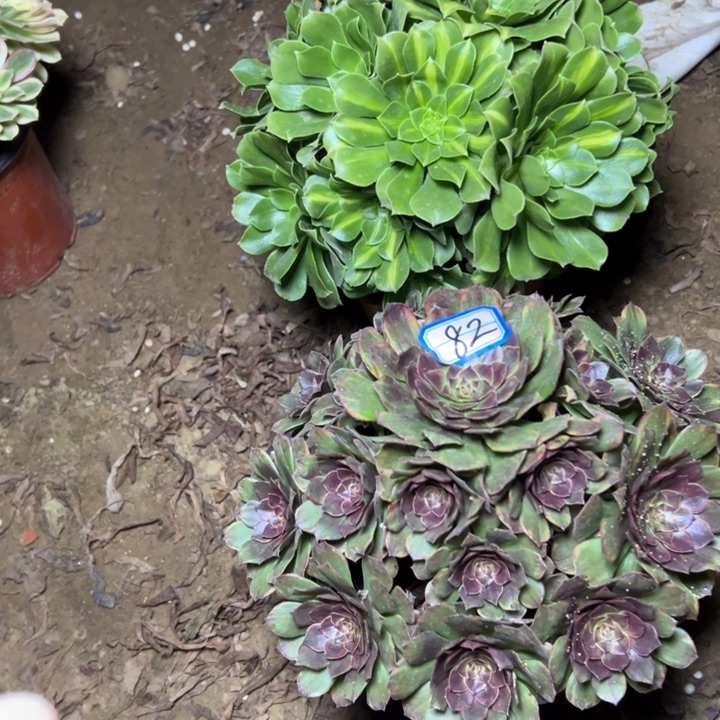 多肉植物断枝不包82