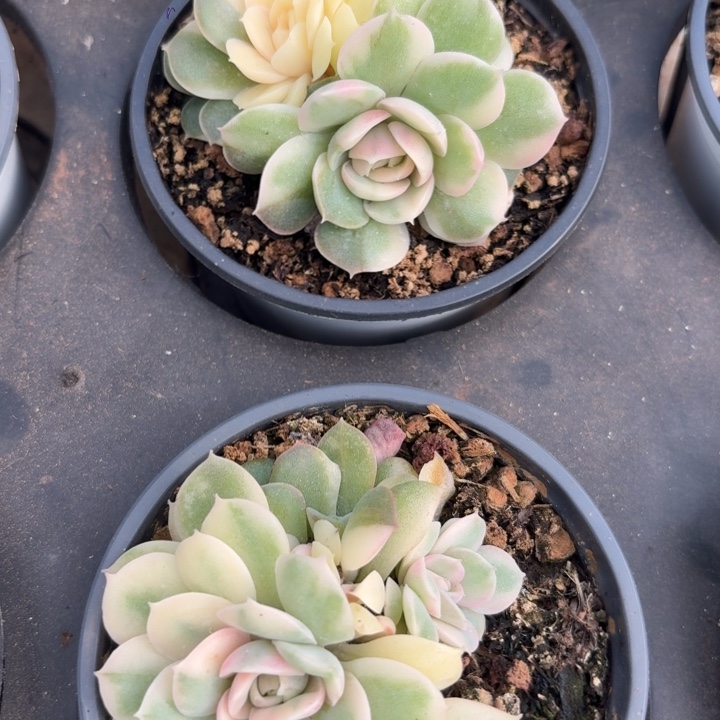 昂斯诺锦一物一拍