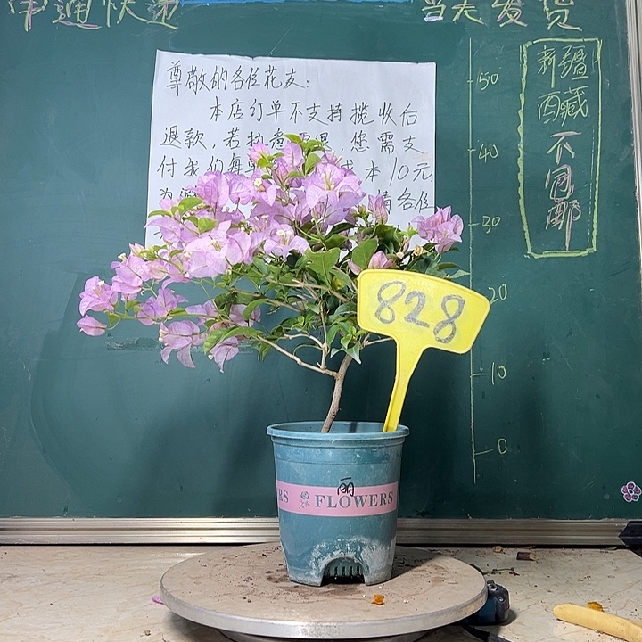 当前无花栽培后可以开花  丽娜  828