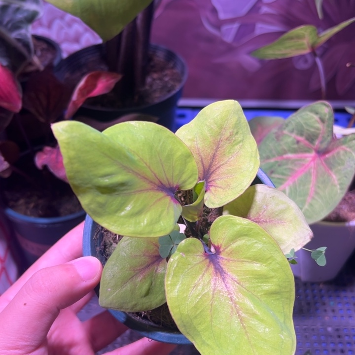 完全开放黄宝石  热植