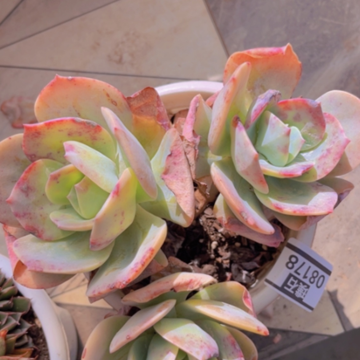 【闪购商品】血凤08178