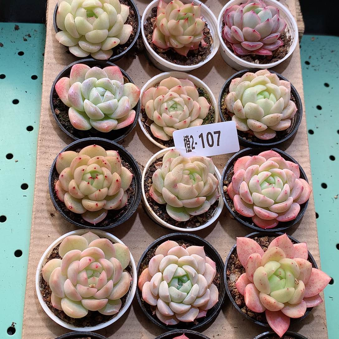 2-107一物一拍带盆18颗