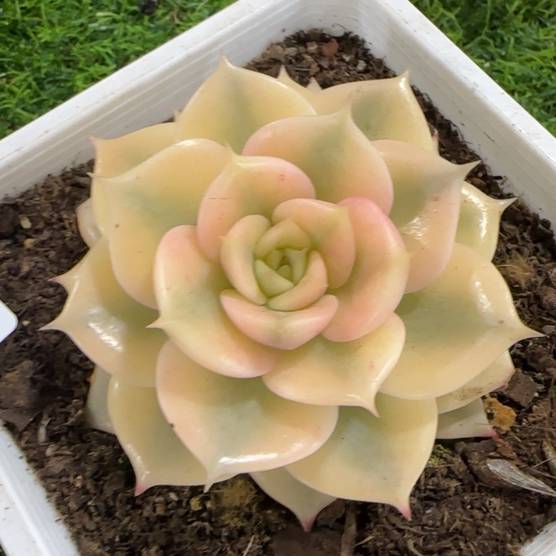 1184贝加尔湖锦多肉植物的