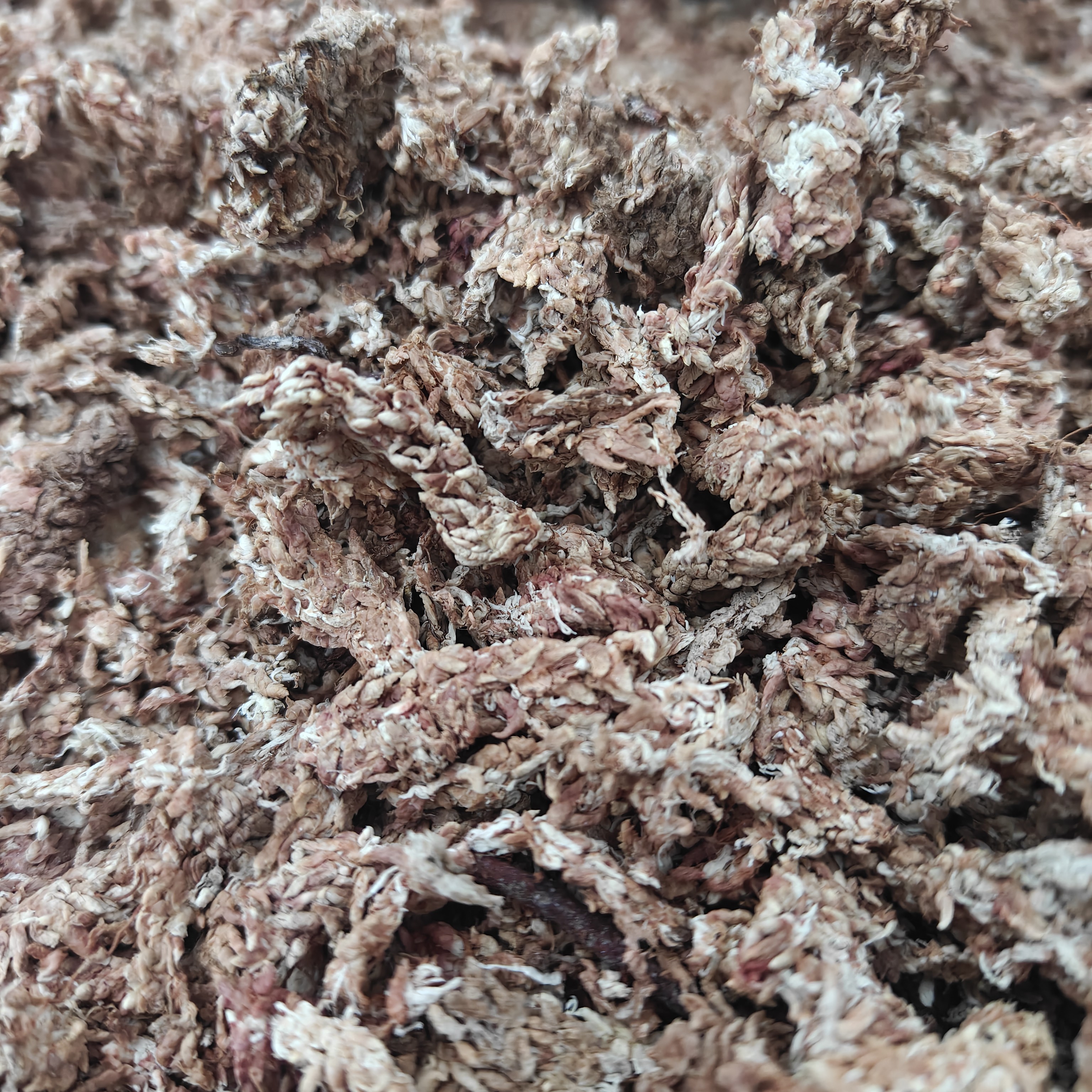 智利红草毛毛虫水苔