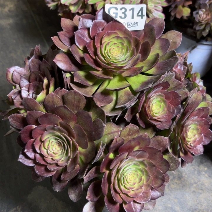 瑞妈一物一拍314