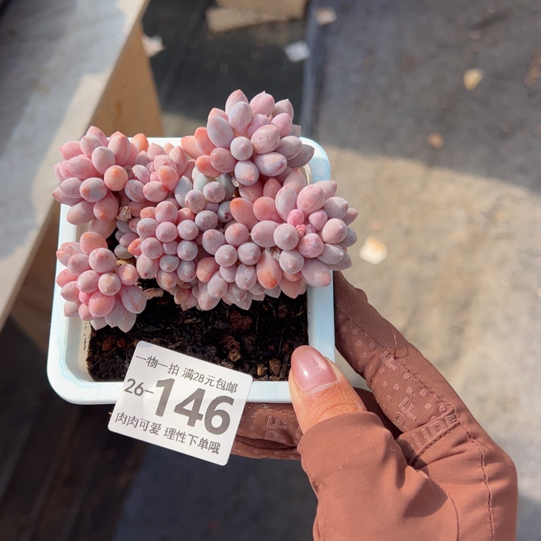 婴儿手指多肉多肉多肉多肉