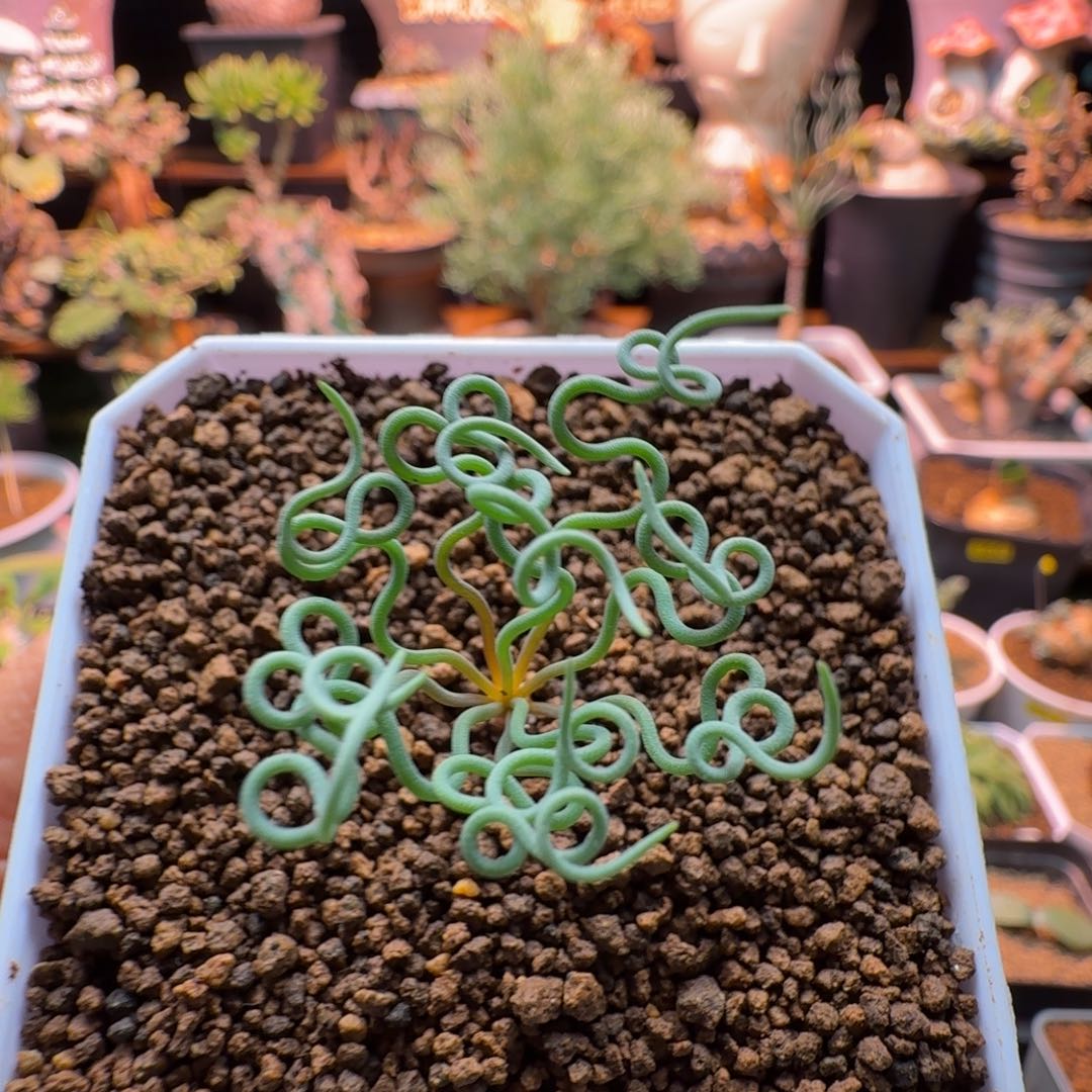 方便面弹簧草482 仙人掌