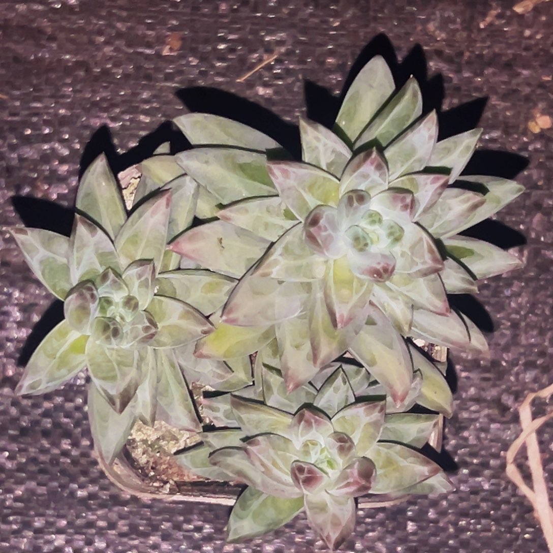 桔云多肉美人精品系列