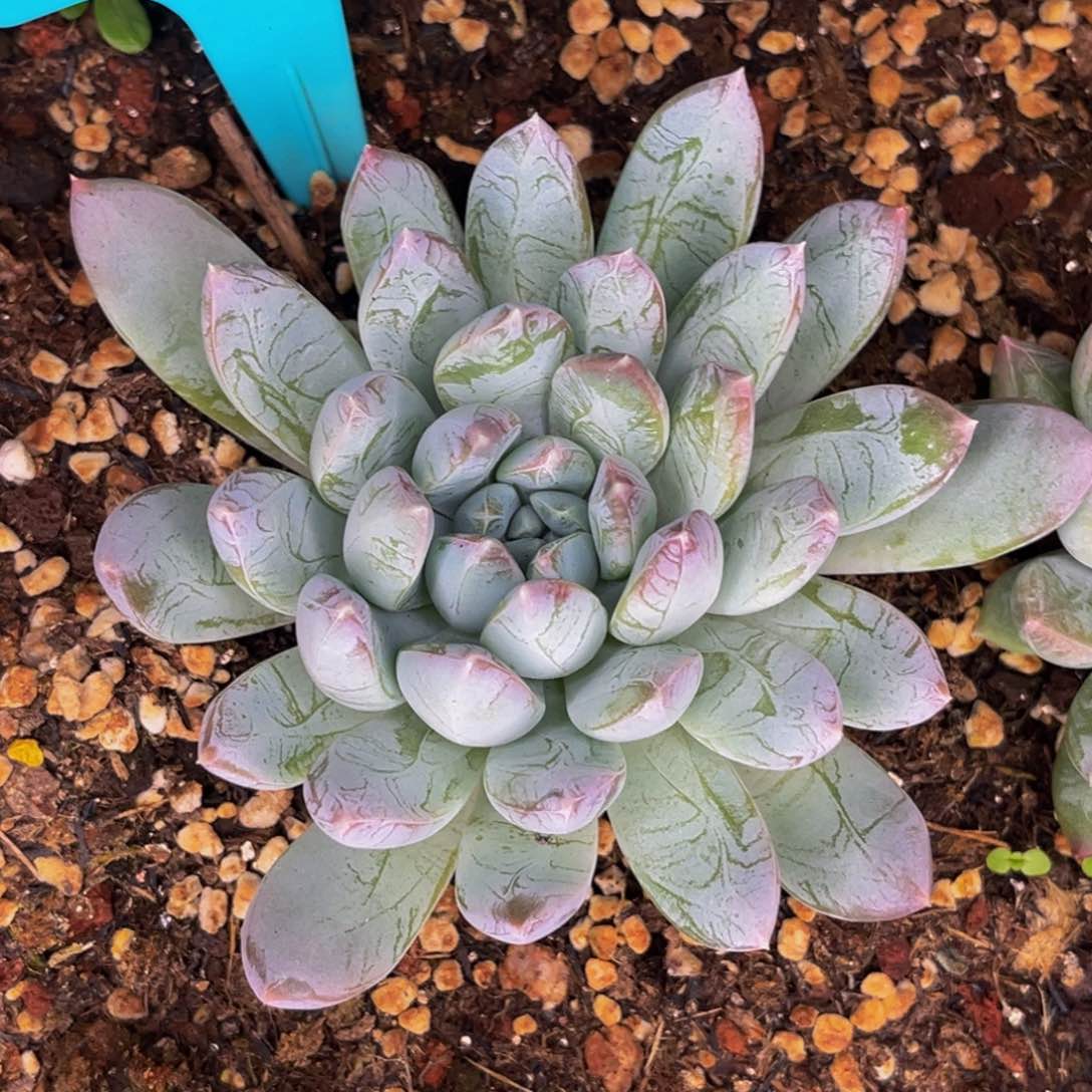 1909号晚上多肉植物群生多肉