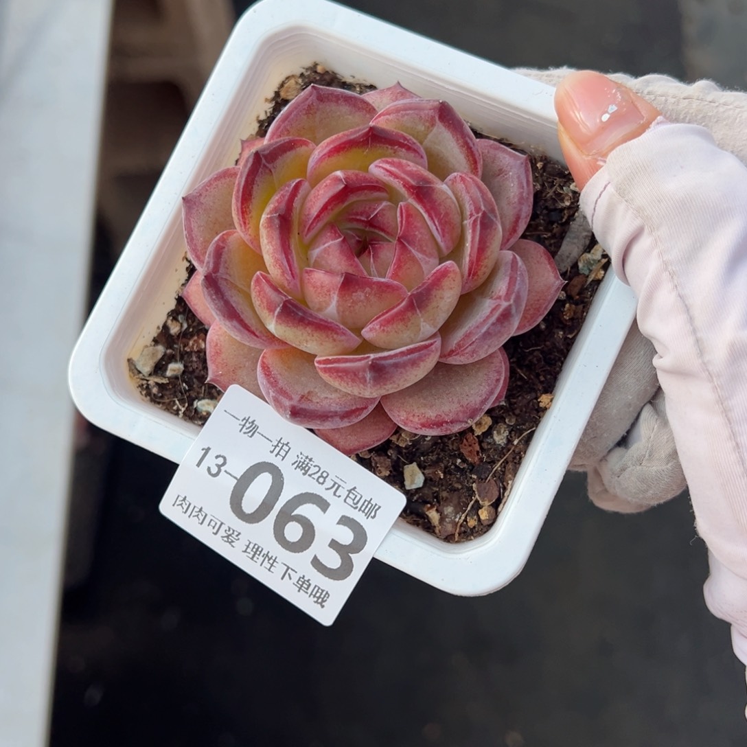 夜魔侠多肉多肉多肉多肉