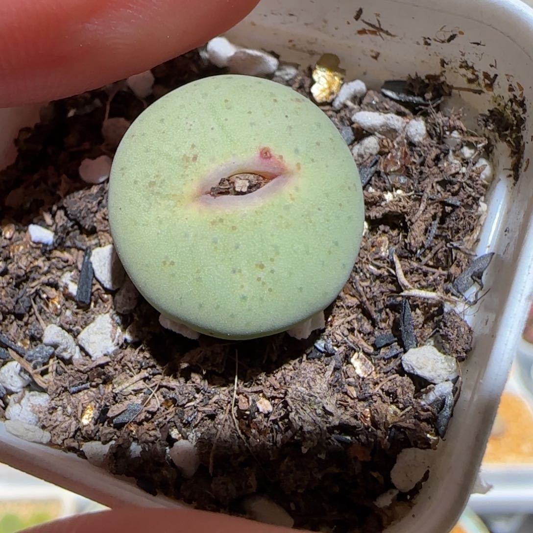 肉锥多肉植物百科-杂交红嘴1428
