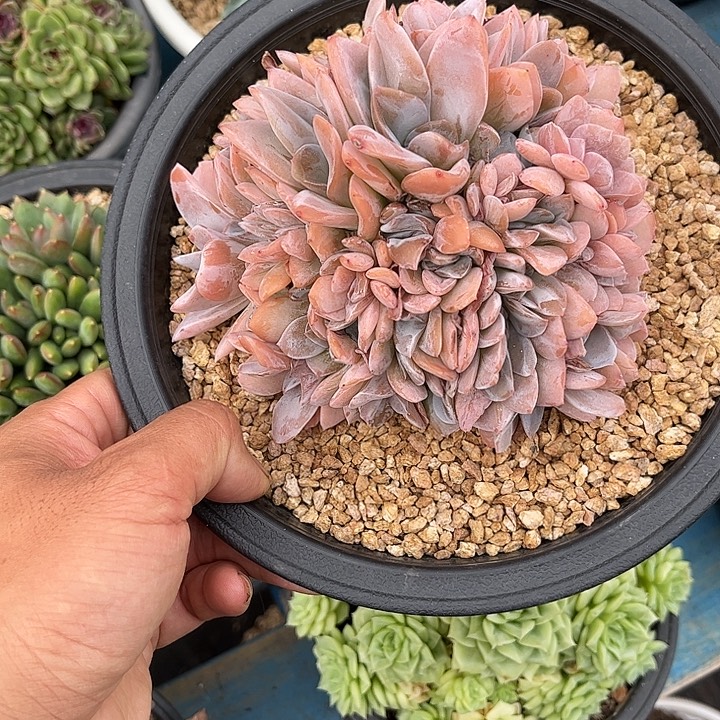 多肉植物一物一拍