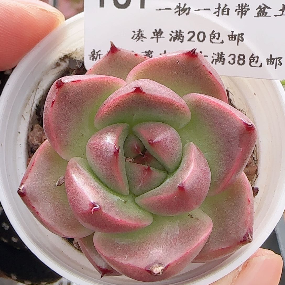 多肉0706-161福利福利