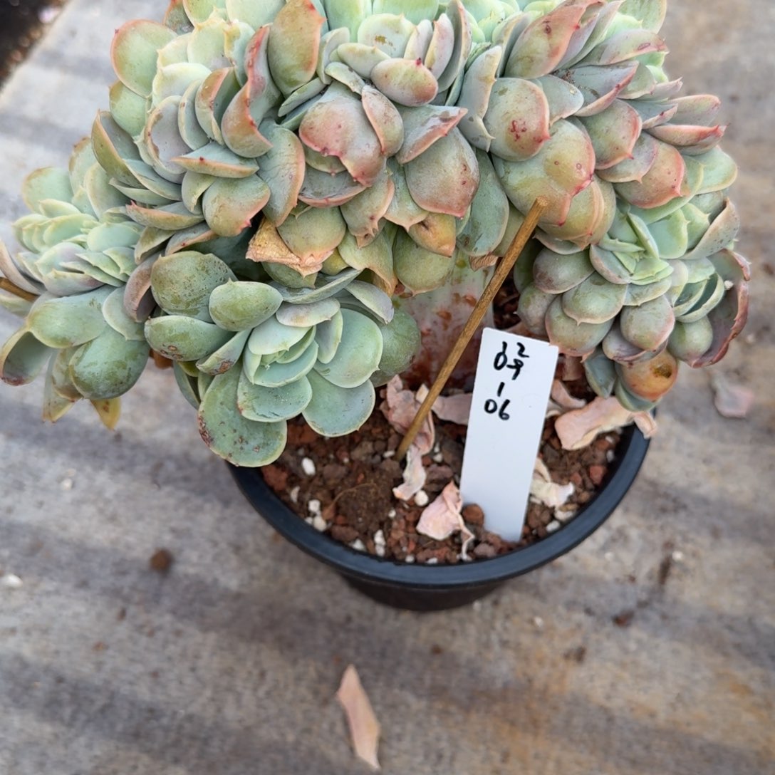 溺***鱼1209-06桃花坞缀化