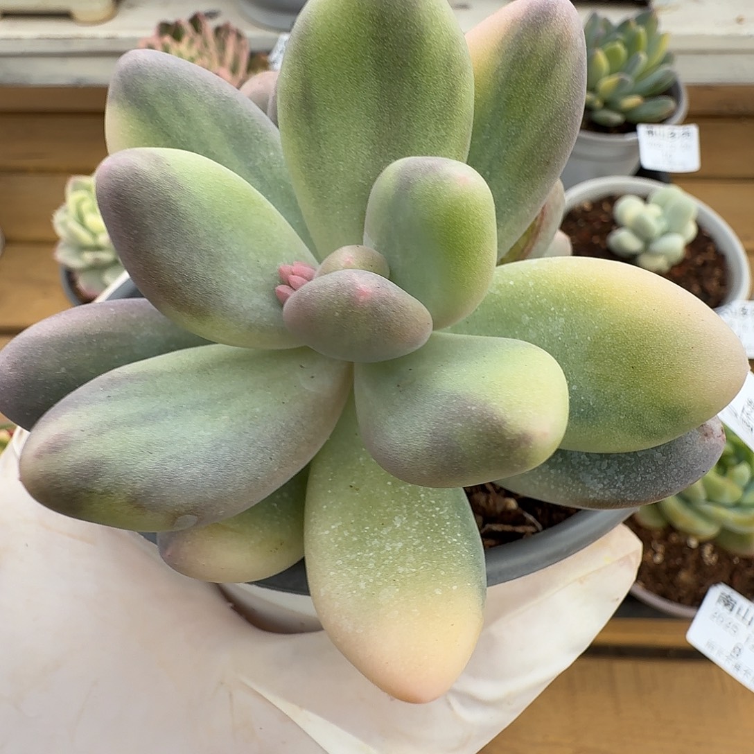 大叶奶111112224-80