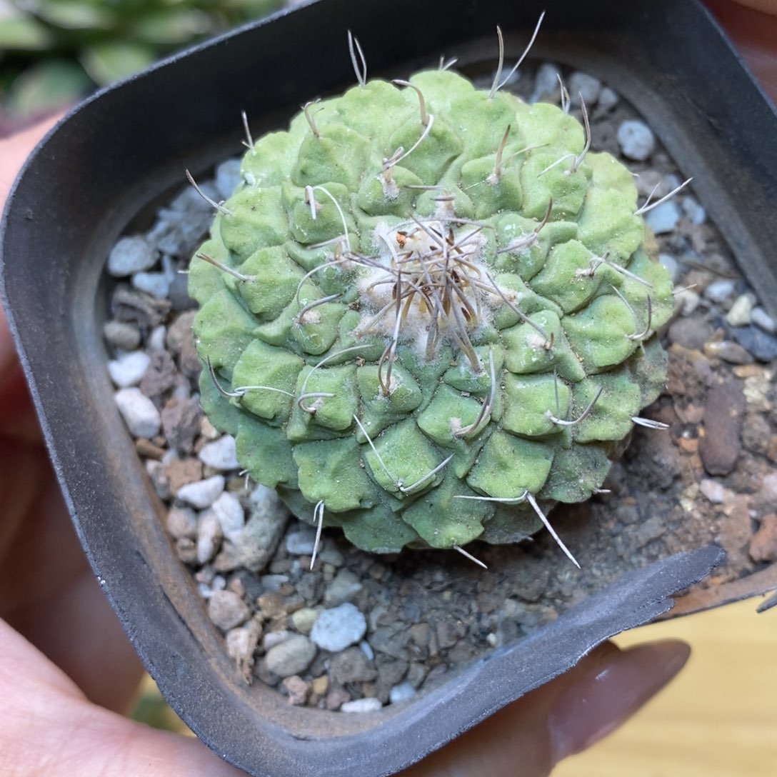         20号 实生遁地菊水4.5公分带盆土