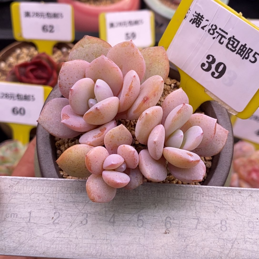 539精控奶茶多肉植物