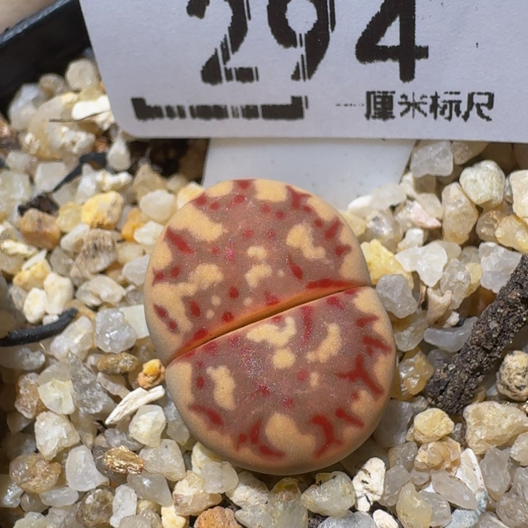 Zzzz精品生石花294