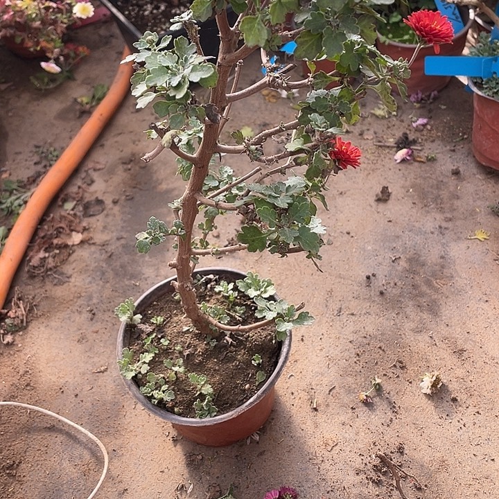 墨***25菊花菊花家花花