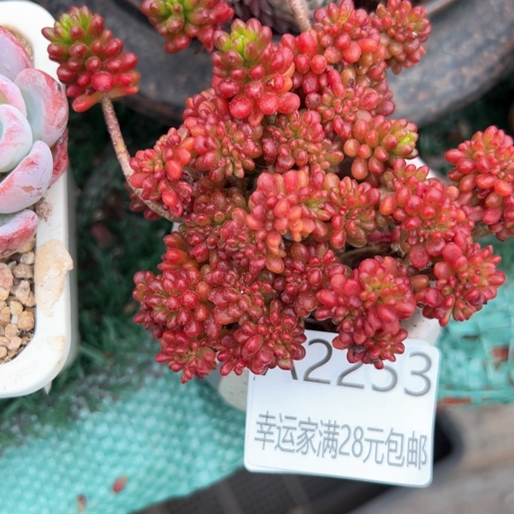 幸运的是我的朋友