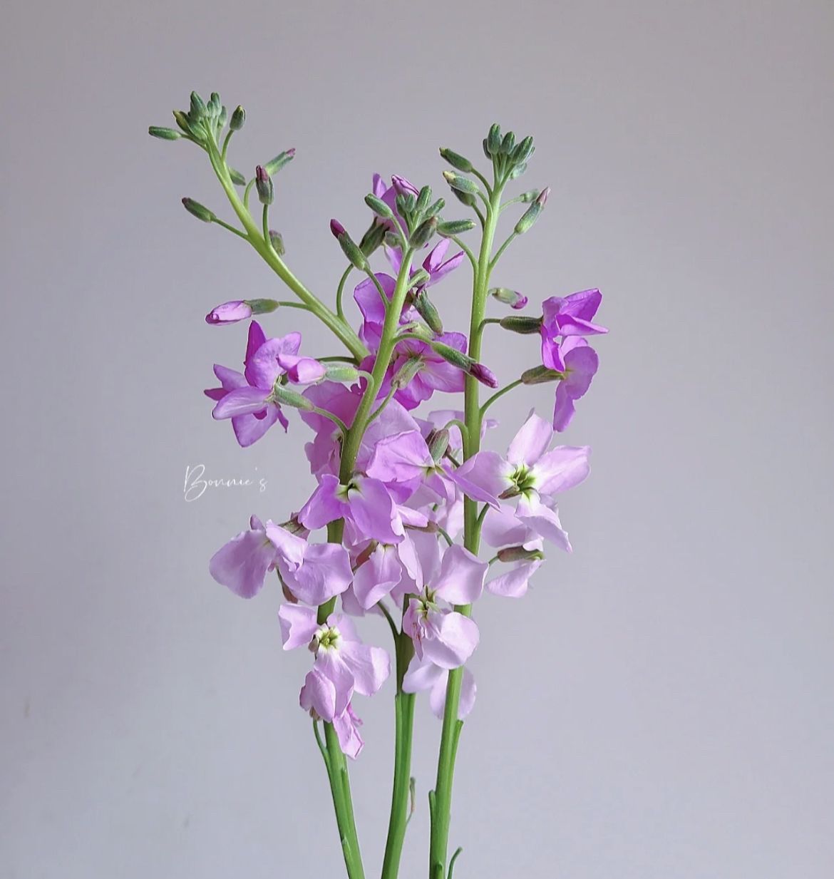 （蔓蔓）粉色单瓣紫罗兰 1扎20% 防损 1单包邮