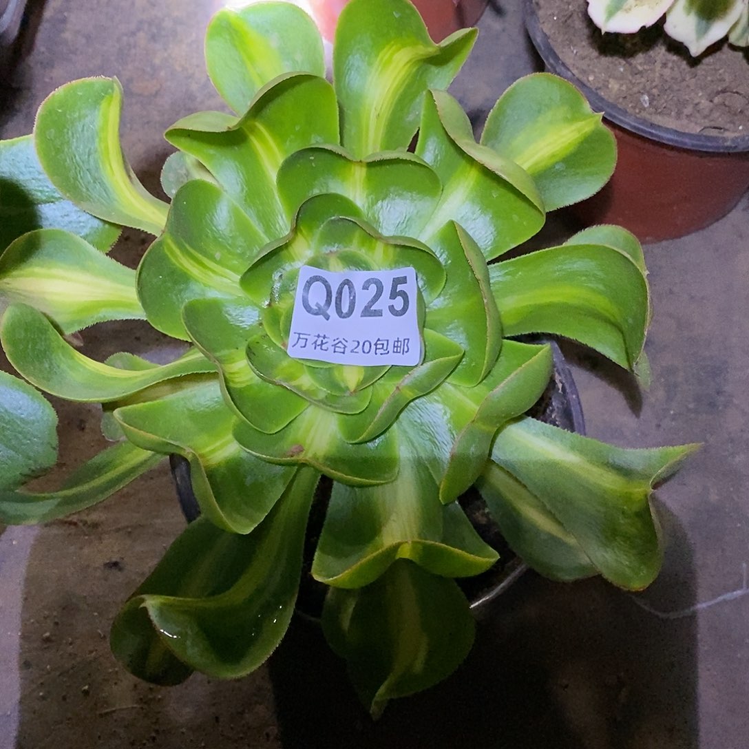 025暴君多肉植物