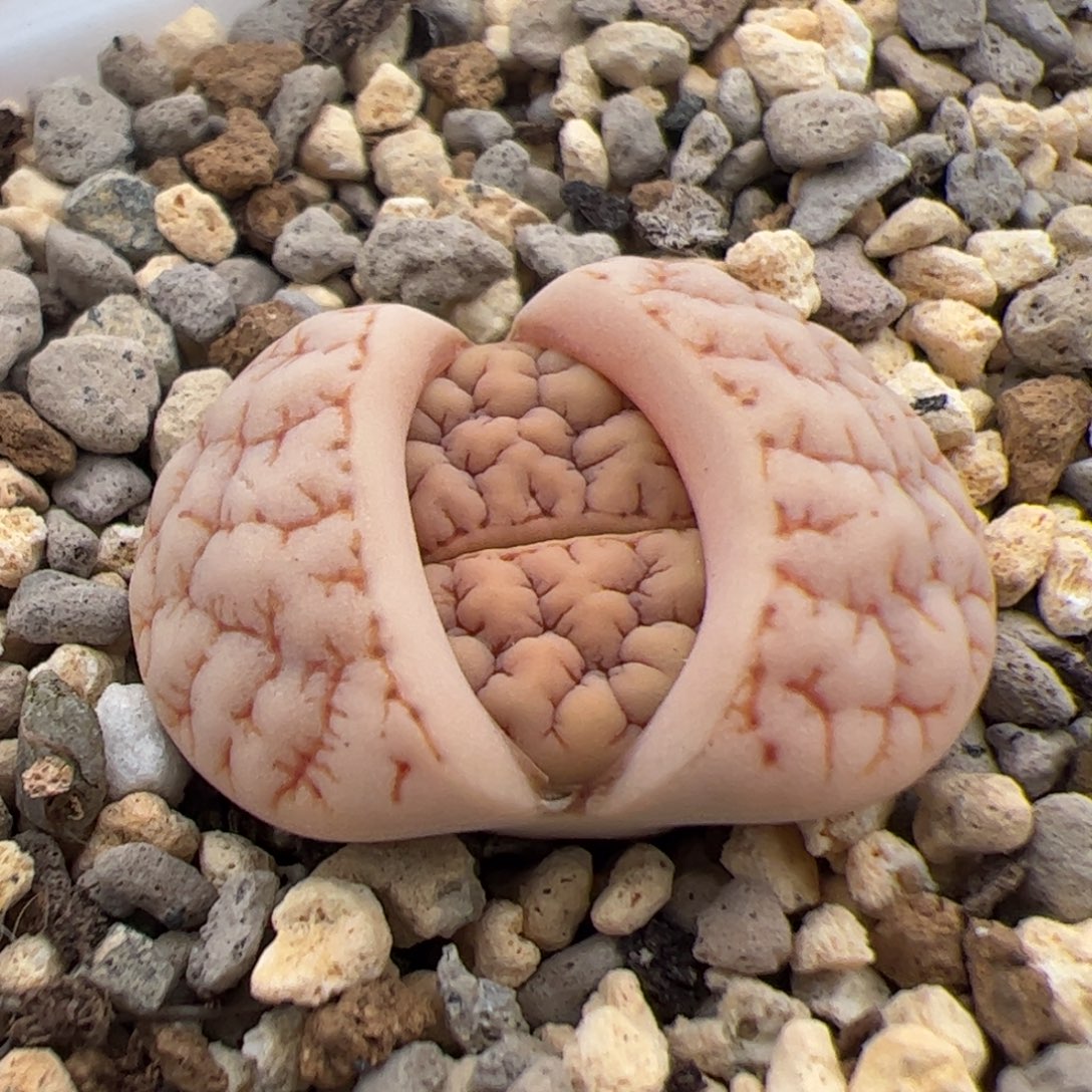 0298号189 多肉植物