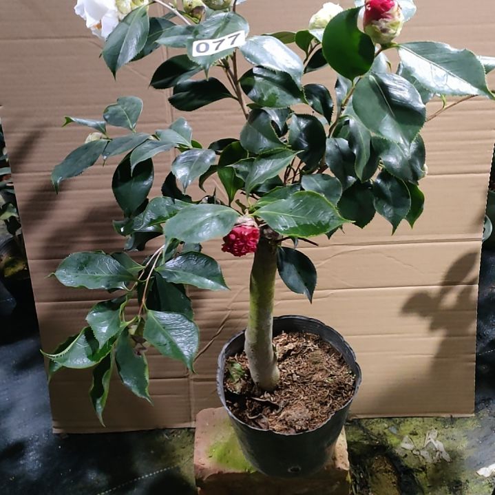 77双塞，原盆原土发货。。