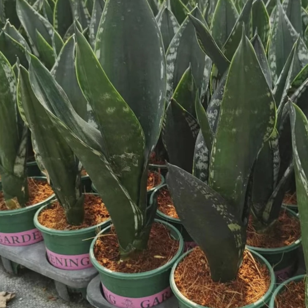 新品稀有星空虎皮兰新房甲醛植物净化空气四季室内花卉绿植盆栽