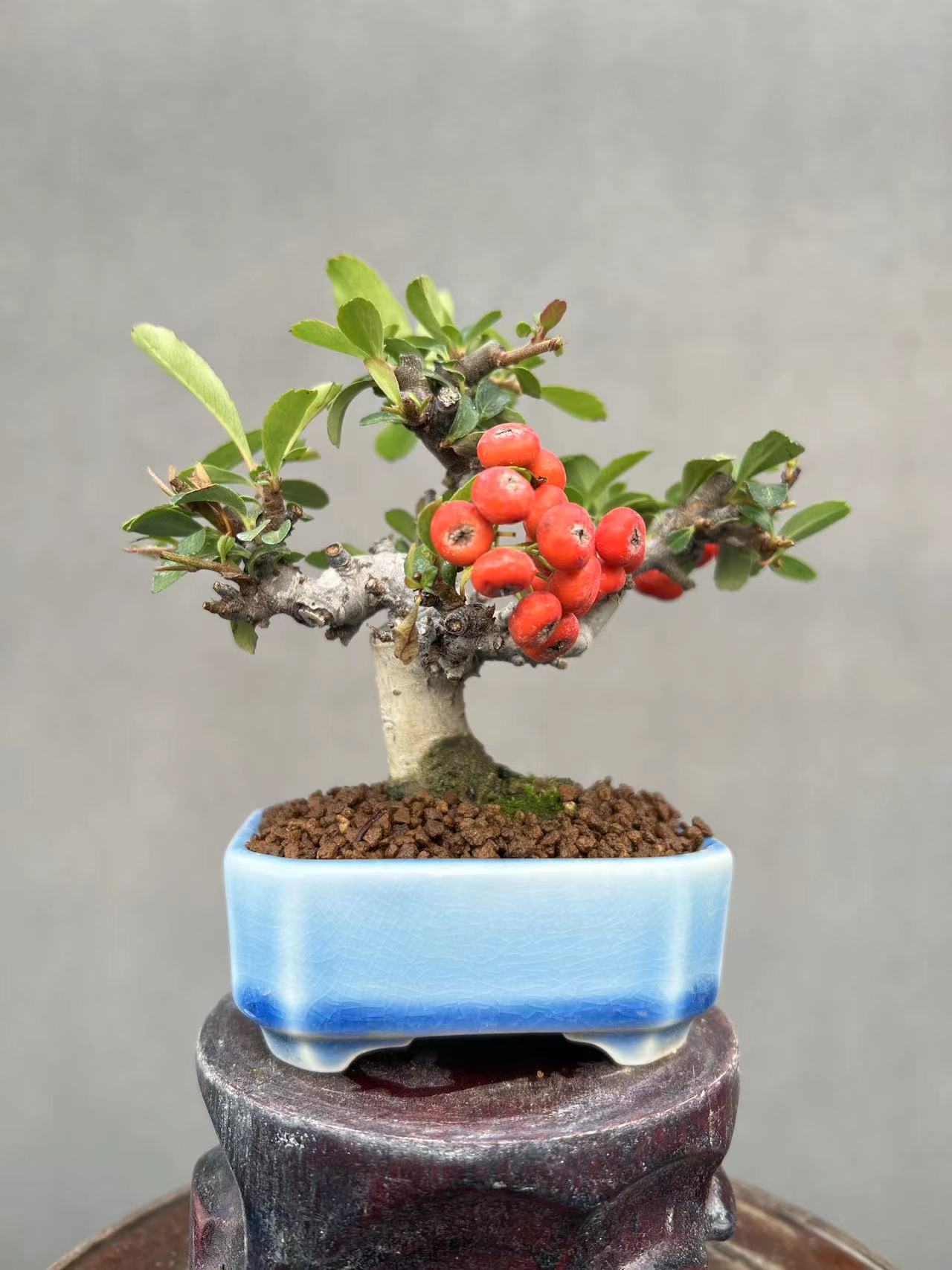 微盆景掌中宝盆景微景观杂木类盆景花果类盆景松柏造型等