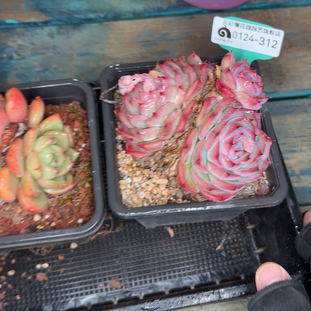 多肉一物一拍0124-312