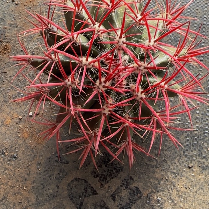 墨西哥狂刺红琥大福利