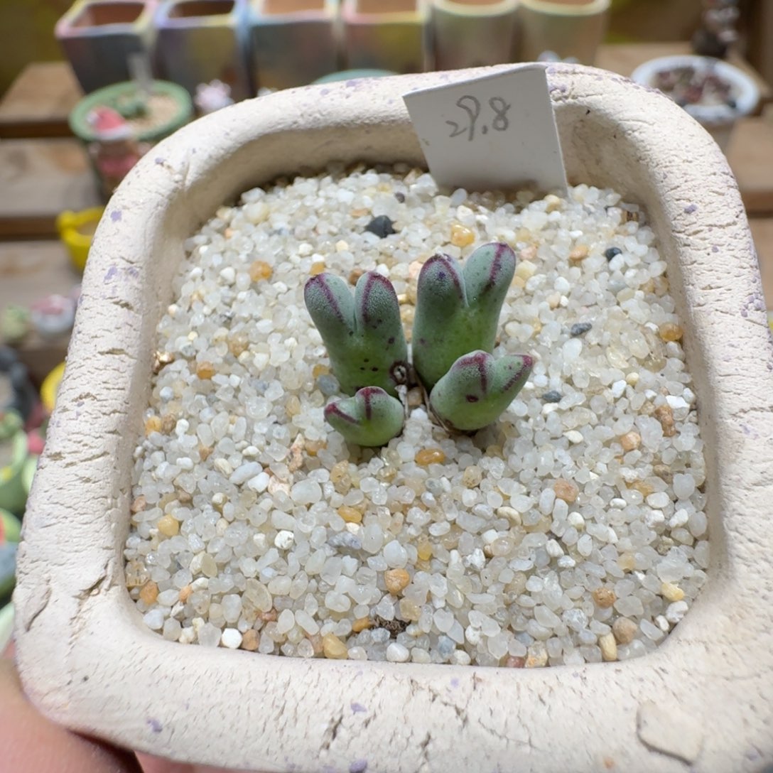 蘑菇1569猪蹄多肉植物