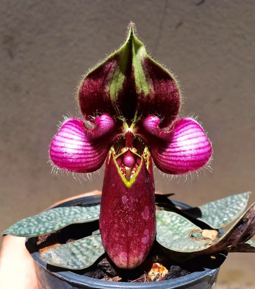 咪咪兜兰盆栽好养活易复花花期长室内观花绿植花卉