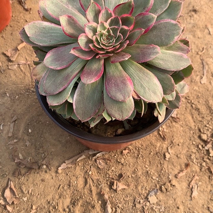 多肉植物粉花妖5号