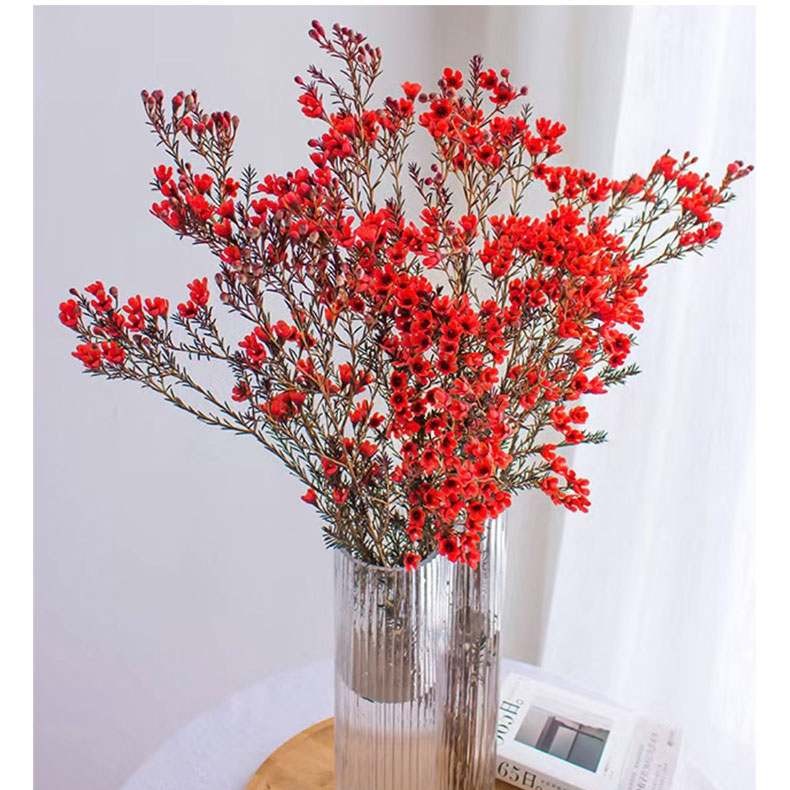 澳洲腊梅 云南基地直发 吸色腊梅水养 室内客厅年宵花卉