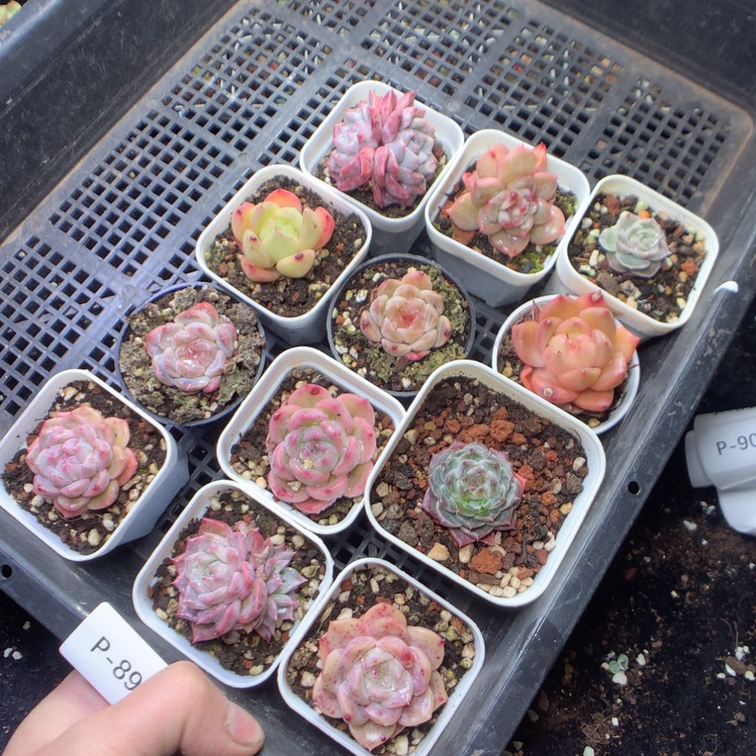 无花朵P89yyyyyyyyyyyy