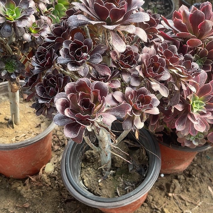 圆叶黑玫瑰玫瑰玫瑰