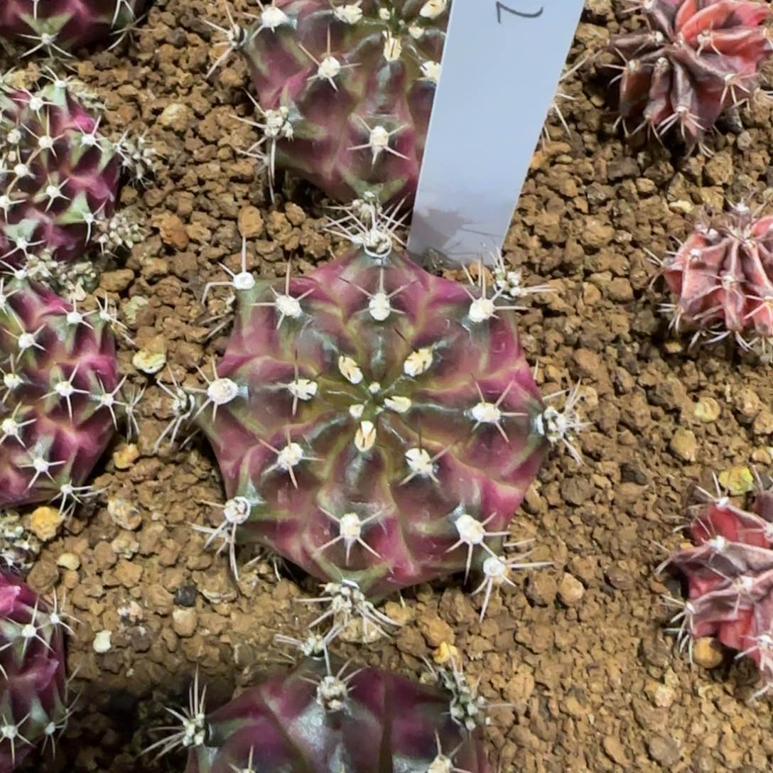 泰国米哈102-0113