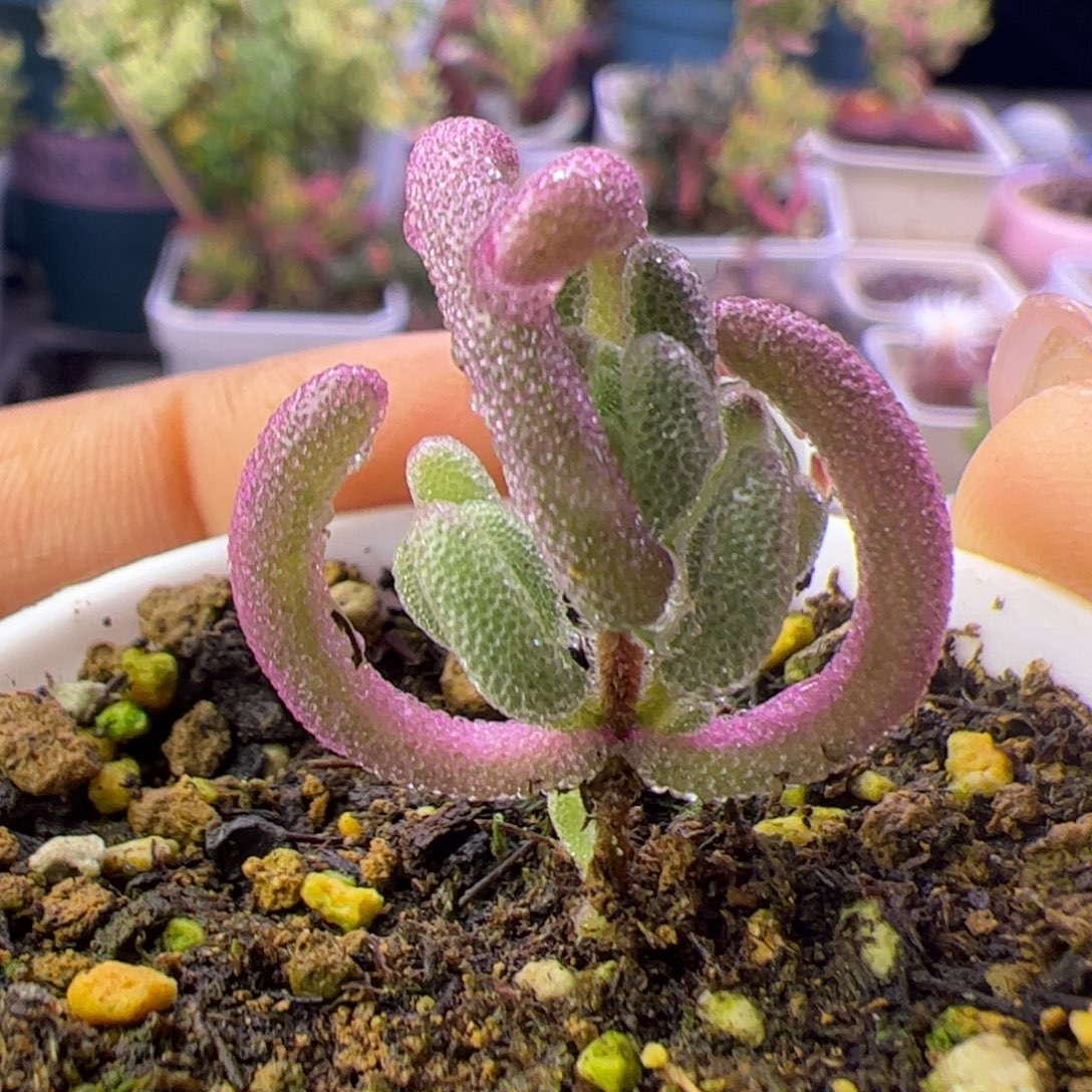 多肉植物枝干超紫